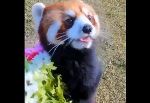 【動画】花束をプレゼントするレッサーパンダ、永遠に見ていたい可愛さｗ