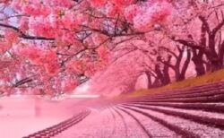 【動画】一面ピンク色の春、息をのむほど美しい・・・
