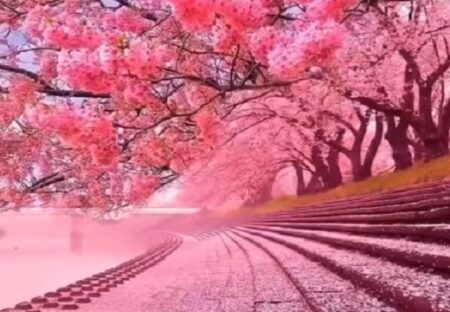 【動画】一面ピンク色の春、息をのむほど美しい・・・