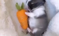 【動画】うさぎの赤ちゃん、人参のぬいぐるみを抱えて眠ってしまうｗ