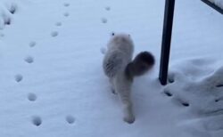 【！】雪に残った足跡の上を華麗に歩いて行く猫の習性が話題に(･∀･)