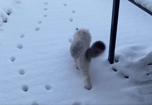 【！】雪に残った足跡の上を華麗に歩いて行く猫が話題に(･∀･)