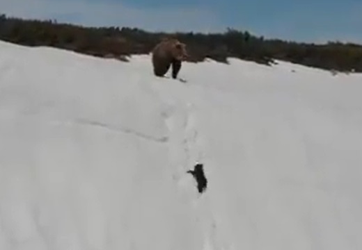 【感動】雪の壁を懸命に登る子と、上から見守る母クマ！映画みたい！