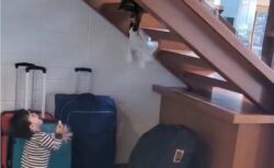 【動画】男児の遊び相手をする猫、賢すぎる！