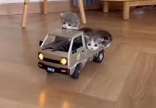 【3匹の子猫】可愛いすぎるトラックが出発！みんな興味津々ｗ