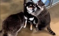 【動画】柴犬を丹念にチェックするアライグマ達とされるがままの柴犬ｗｗｗｗ