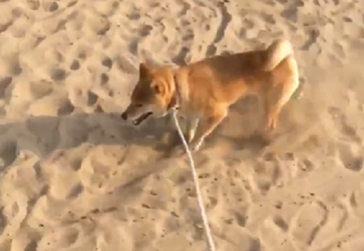 【爆笑】あまりにも砂かけが下手だった犬、好きすぎるｗｗｗｗ