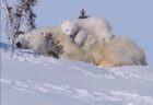 【動画】タイヤに乗るアラスカンマラミュートの子犬軍団！動きも全部カワイイｗ