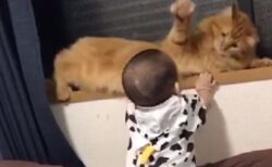 【尊い】赤ちゃんの触れ方を理解している猫、お兄ちゃん感がすごい！