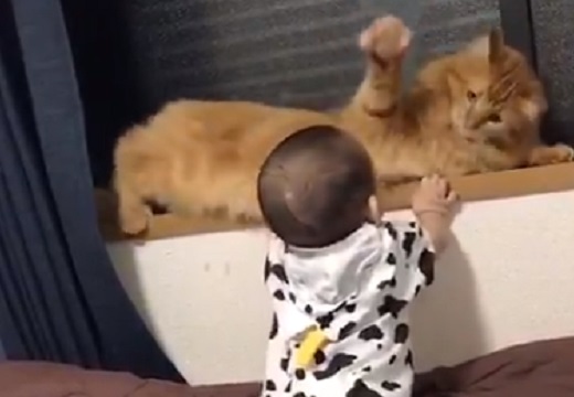 【尊い】赤ちゃんの触れ方を理解している猫、お兄ちゃん感がすごい！
