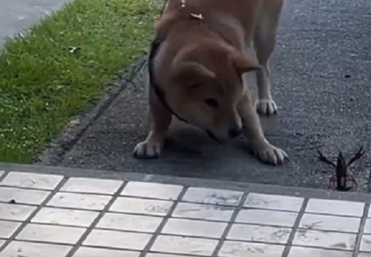 【動画】柴犬 vs ザリガニ　が可愛いすぎるｗｗｗｗ