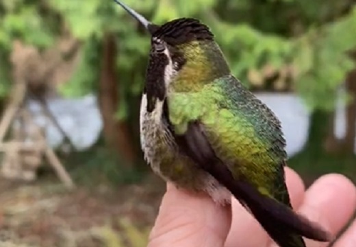 【緑からﾋﾟﾝｸへ】見る角度によって鮮やかに色が変化する世界最小の鳥、驚異的