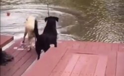 【愛】水に落ちる主人を目の当たりにし・・慌てふためく犬と最短距離で飛び込む犬