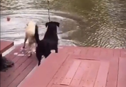 【愛】水に落ちる主人を目の当たりにした犬達、慌てふためく犬と最短距離で飛び込む犬
