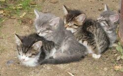 【ひゃー】くっついて眠る子猫4兄弟！可愛いすぎるｗｗｗｗ