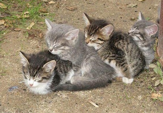 【ひゃー】くっついて眠る子猫4兄弟！可愛いすぎるｗｗｗｗ