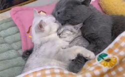 【尊い】パズルみたいにしっかり抱き合って眠る3匹のネコ、見てるだけで癒される・・・