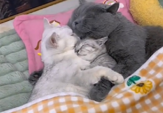 【尊い】パズルみたいにしっかり抱き合って眠る3匹のネコ、見てるだけで癒される・・・