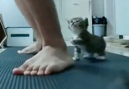 【動画】スクワットに対抗する子猫、可愛いすぎるｗｗｗｗ