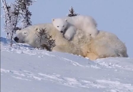 【動画】可愛いすぎるシロクマ親子！動きもすべて可愛いｗｗｗｗ