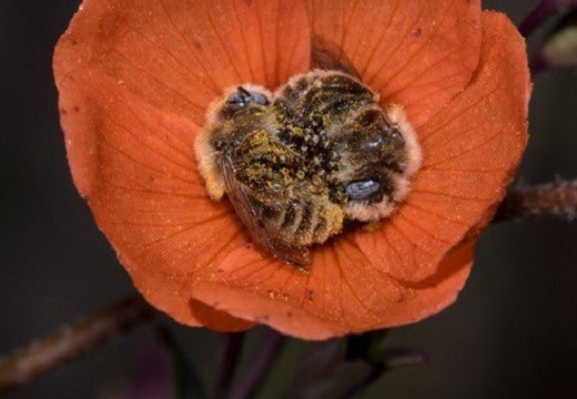 【ひゃー】花の中で眠るミツバチの習性が素敵すぎる！仲間と足を握り合って眠る姿も・・