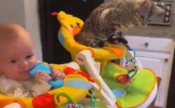 【動画】自分から赤ちゃん椅子に座るネコ！表情がたまらなく可愛いｗ