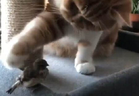 【そーっと】鳥を触ってみたい猫、傷つけないよう慎重にそっと触れる様子が尊い・・
