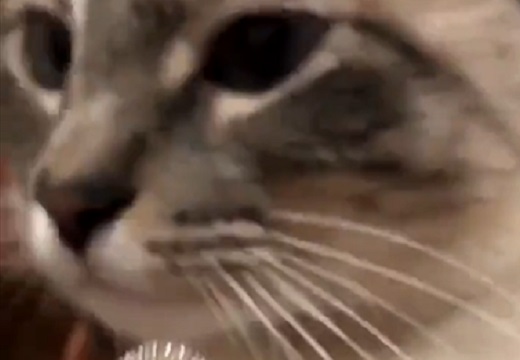 【にゃー】最高に可愛い猫の２秒動画、これは癒されたｗｗｗｗ
