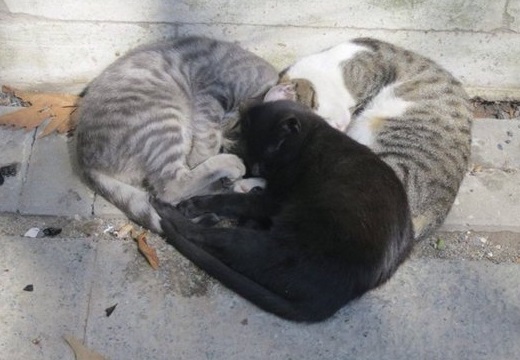 猫3匹が集合。奇跡の「ハートマーク」が完成！