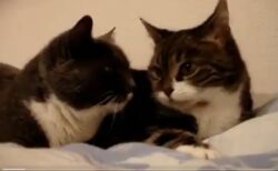 【動画】猫どうしのお喋りが想像以上に可愛いｗｗｗｗ
