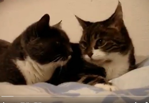 【動画】猫どうしのお喋りが想像以上に可愛いｗｗｗｗ