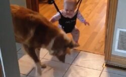 【こうっこうっ】赤ちゃんにジャンプのやり方をレクチャーする犬が話題にｗ