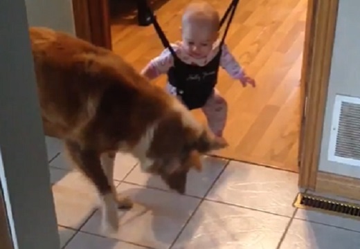 【こうっこうっ】赤ちゃんにジャンプのやり方をレクチャーする犬が話題にｗ