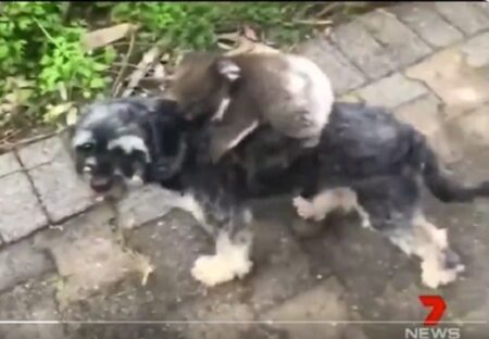 【動画】犬を母親と勘違いし離れない赤ちゃんコアラと困惑する犬が可愛すぎる