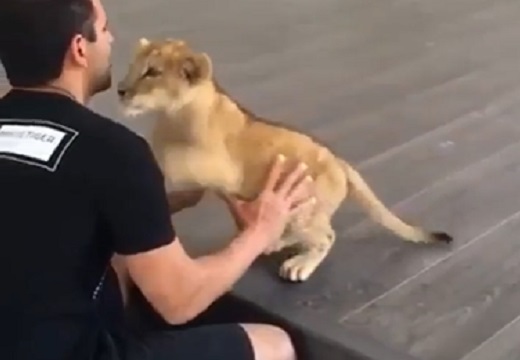 【ネコ科】飼育員に甘えるライオンの赤ちゃん、猫と変わらないｗｗｗｗ