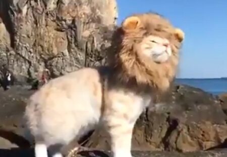 【ｗ】ライオンになりきってご機嫌な猫！これは百獣の王！