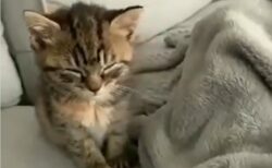 【ギリギリ】めっちゃ眠いけど寝ない猫ちゃんが可愛すぎる。何故そこまで頑張るの！