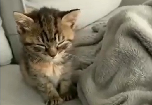 【ギリギリ】めっちゃ眠いけど寝ない猫ちゃんが可愛すぎる。何故そこまで頑張るの！