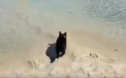【えｗ】海に入ってく飼い主について行きたい猫、意を決して泳いでしまう！