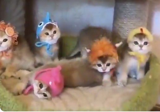 【猫パラダイス】子猫と帽子の組み合わせが最強すぎた・・・