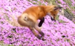 【動画】花畑で跳ねまわって踊るキツネ、素敵すぎる！