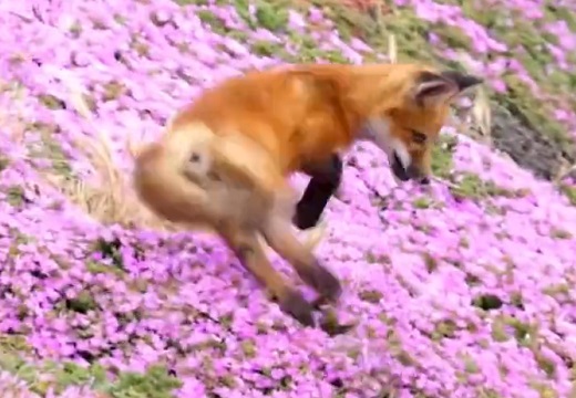 【動画】花畑で跳ねまわって踊るキツネ、素敵すぎる！