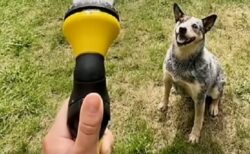 【爆笑】水遊びの仕方が独特すぎる犬！面白すぎるｗｗｗｗ