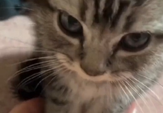 【動画】手のひらの上で不機嫌な子猫、ゴロゴロ音がカワイイｗｗｗｗ