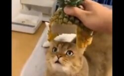 【えｗ】猫がパイナップルをかぶってみたら・・一瞬でカメハメ大王に！