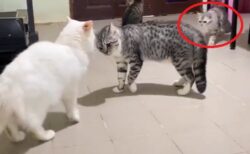 【！】猫達が一触即発状態と気づいた猫さん、行動が素敵すぎる・・・