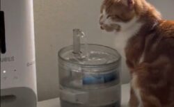 【笑】寝起きの猫さん、水を飲んでるつもり！（飲めてない・・