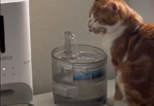 【笑】寝起きの猫さん、水を飲んでるつもり！（飲めてない・・