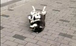 【え！】犬猫を大切にするイスタンブール、野良大型犬が道端でへそ天ｗｗｗｗ