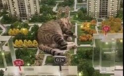 【もふもふ】ジオラマの中で爆睡する猫！怪獣みたいｗｗｗｗ